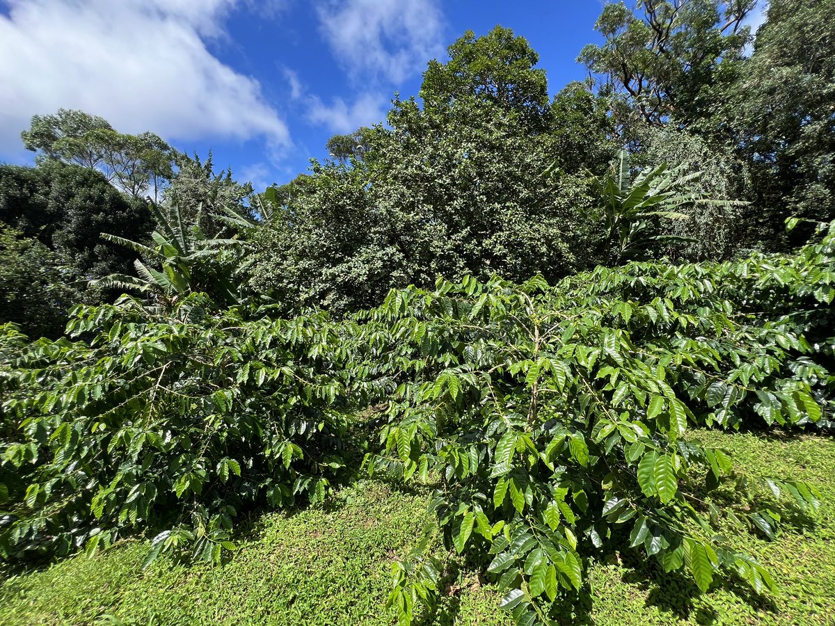 Philip Kendall tweet media