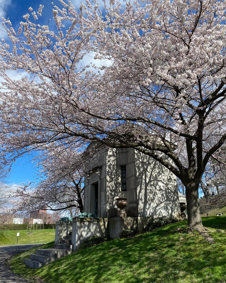 For those wondering, NOW! The blossoms are upon us and Green-Wood is awash is spring colors RIGHT NOW! 📸 ddissarrayy (Instagram)