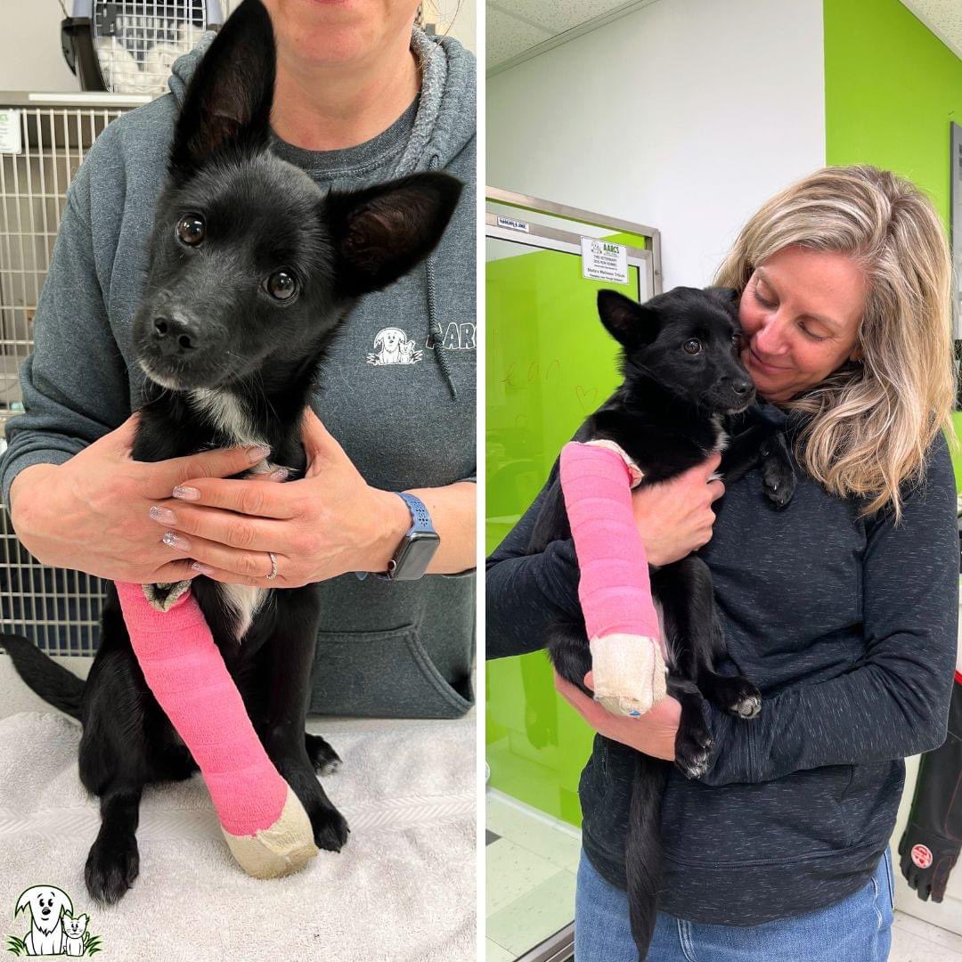 We log a lot of km rescuing animals like Mavis from remote areas! ❤️‍🩹 With one van 🚐 out of service, and another with a $5,000 repair bill, we need help to make sure our vehicles can get to these animals! 🙏 Hill’s Pet Nutrition is matching donations at support.aarcs.ca/site/Donation2…