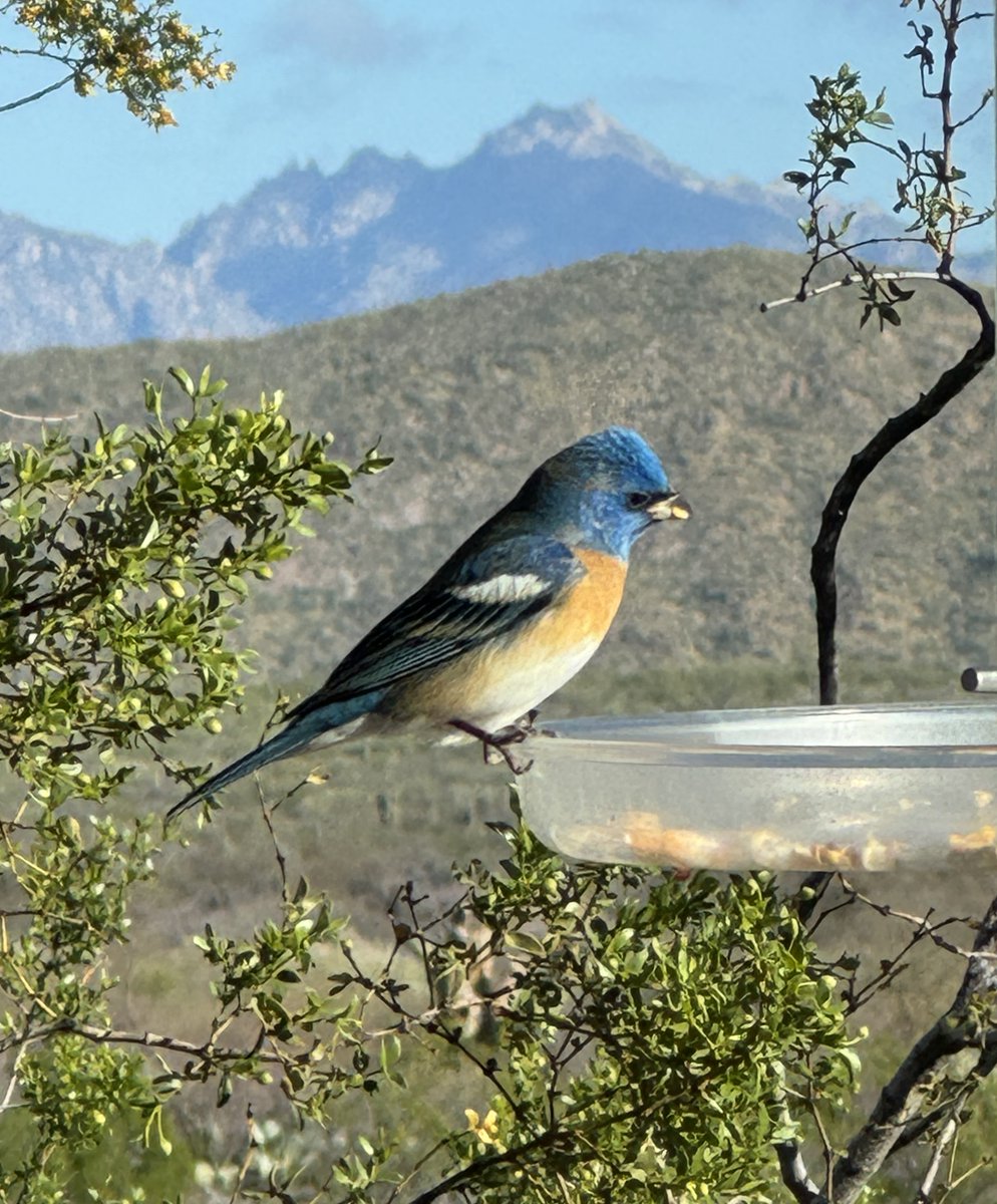 Yesterday, a Lazuli bunting, today, a cardinal, Cathedral peak always there.