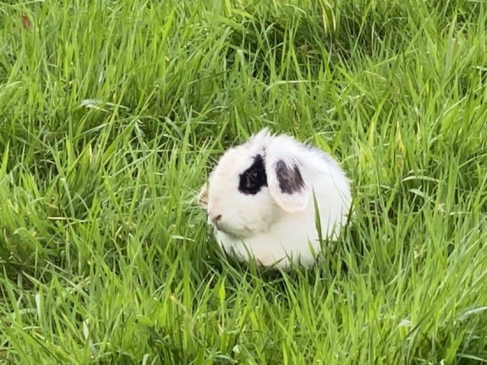 A rabbit has been found and caught near Sefton Park. It cannot stay with the person who rescued it as they have dogs at home. Can anyone help find it a secure place at an animal rescue place locally?