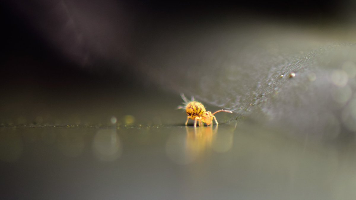 Springtail (Collembola) tiny bug.
#Bugs #insects #GardenersWorld #NaturePhotography #nature