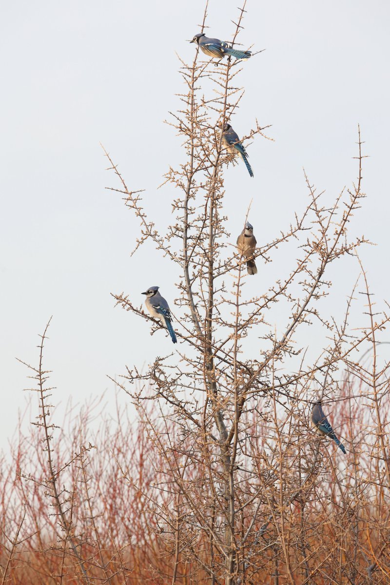 Blue Jay- I found 8 blue jays together. I could not get them all to one frame.