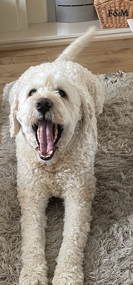 Sunday stretches 🤣 Don't we all feel like this after Sunday lunch?! 🥰#authors #authorlife #books #amwriting #WritingCommmunity #authordogs