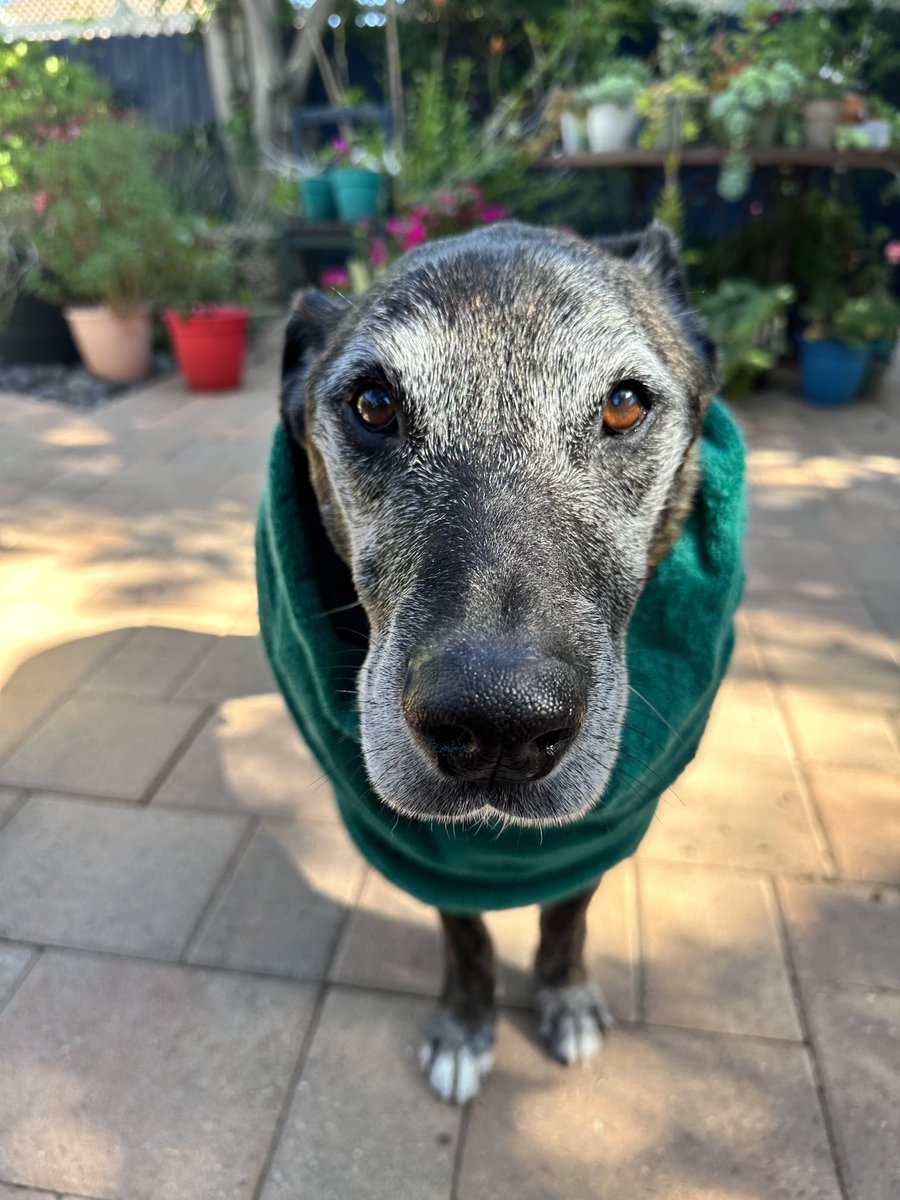 Happy Sunday! 
Nigeria loved his bath.
Wishing everyone a great day & cleanse all negativity away.
#NFTcommunity #lovedogs