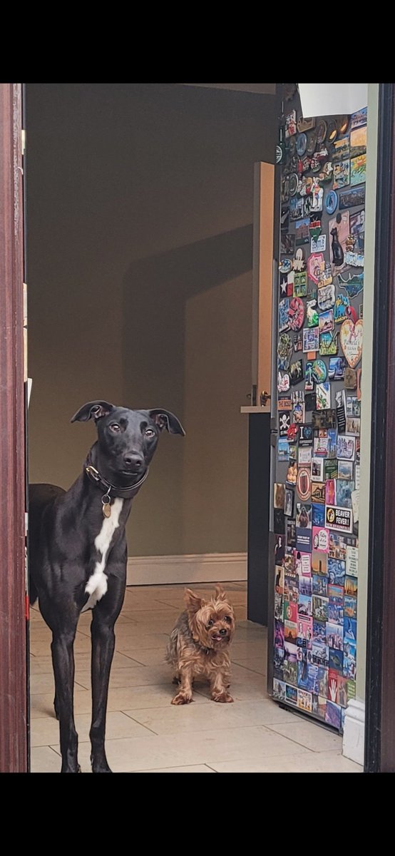 PamFitzgerald15's tweet photo. @TeachUsMrBlack Our rescue greyhound Ozzy and his Auntie Lola the miniature Yorkie xx https://t.co/X9yVfzx7Vi