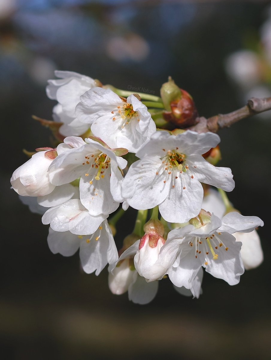 Spring Blossom #spring #blossom #flowers #wildflowers #NatureBeauty #nature #TwitterNaturePhotography