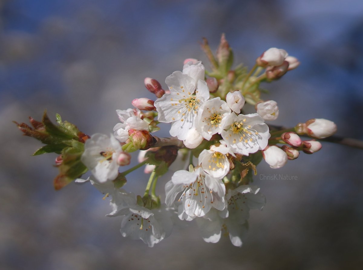 Spring Blossom #spring #blossom #flowers #wildflowers #NatureBeauty #nature #TwitterNatureCommunity