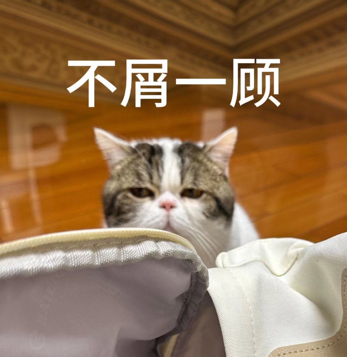 摆摆魔 tweet media