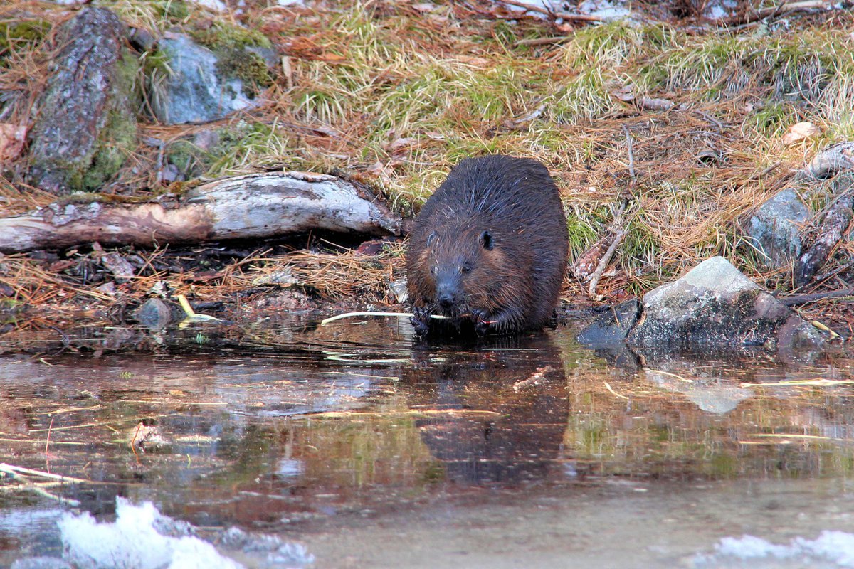 The beaver isn't just a Canadian symbol – it's a “keystone” species for biodiversity! This is because the beaver creates habitats for other species. ⏩ bit.ly/3VPHZI6 #InternationalBeaverDay