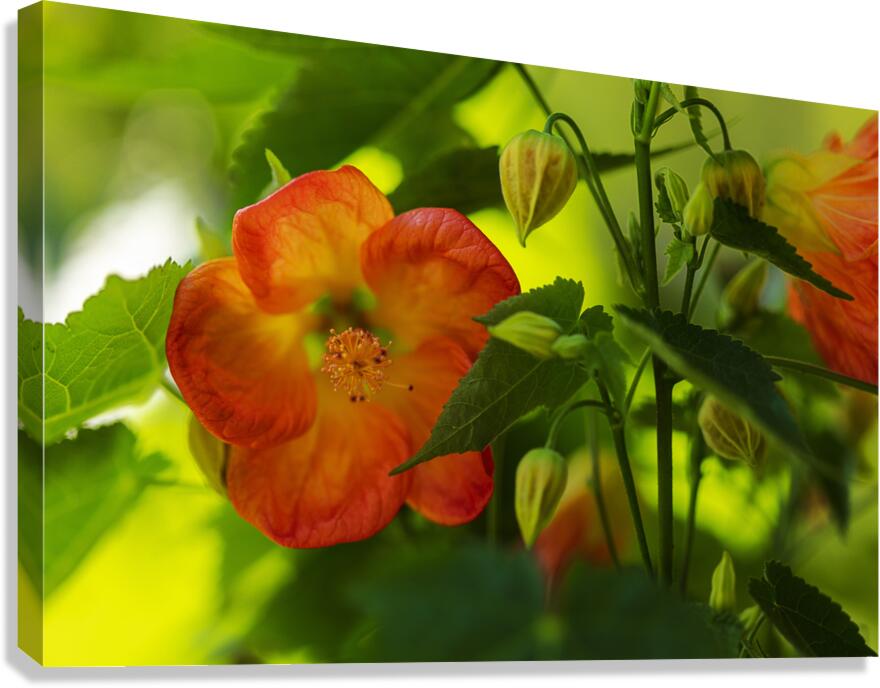 Abutilon or Flowering Maple, an exquisite bloom from the garden. pictorem.com/981298/Abutilo… #giftsformom #mothersdaygift #NaturePhotography #flowers #BuyIntoArt