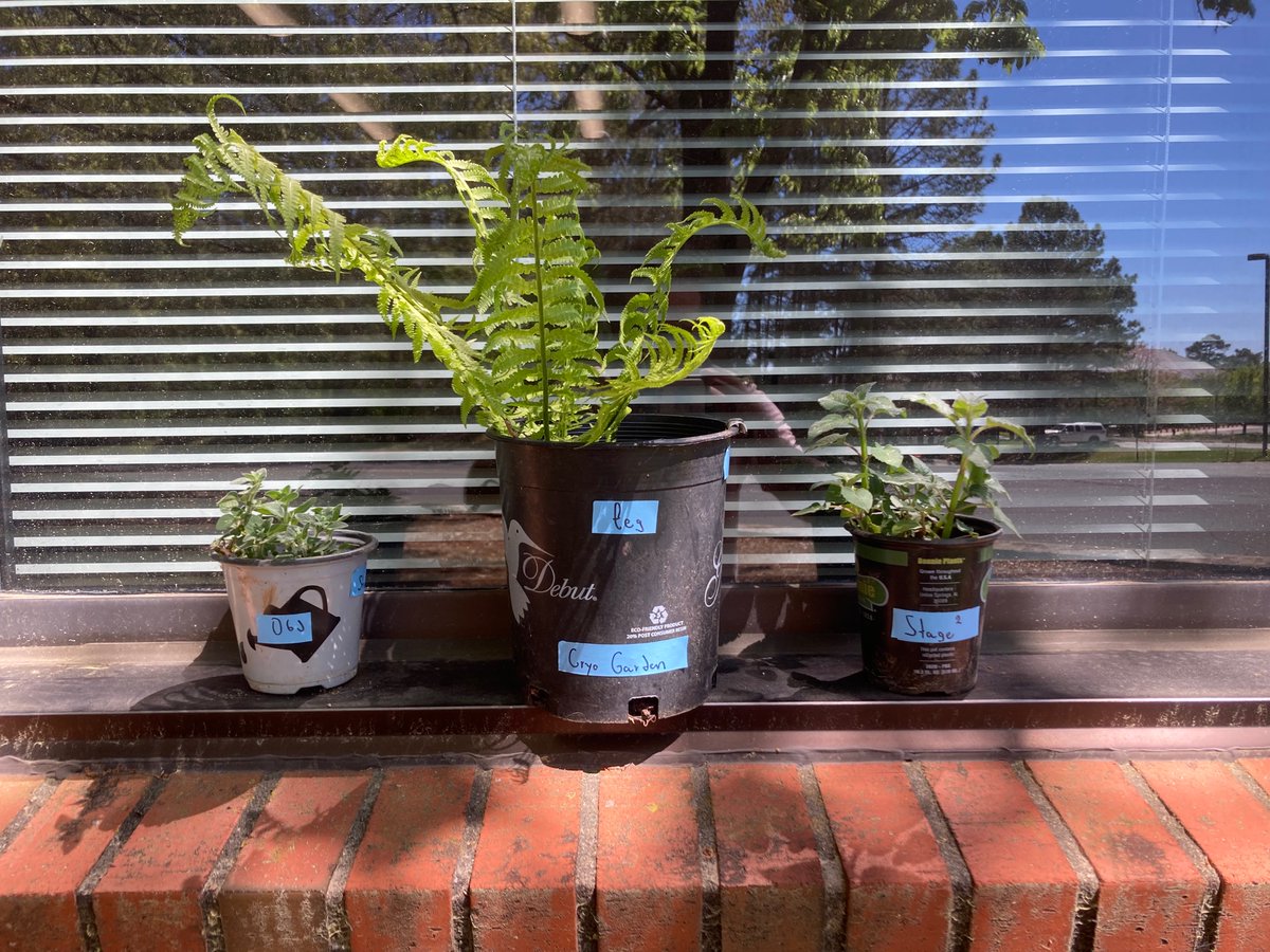 CryoGarden FEG:Fern Obj:Oregano Stage:Sage(maybe something else)