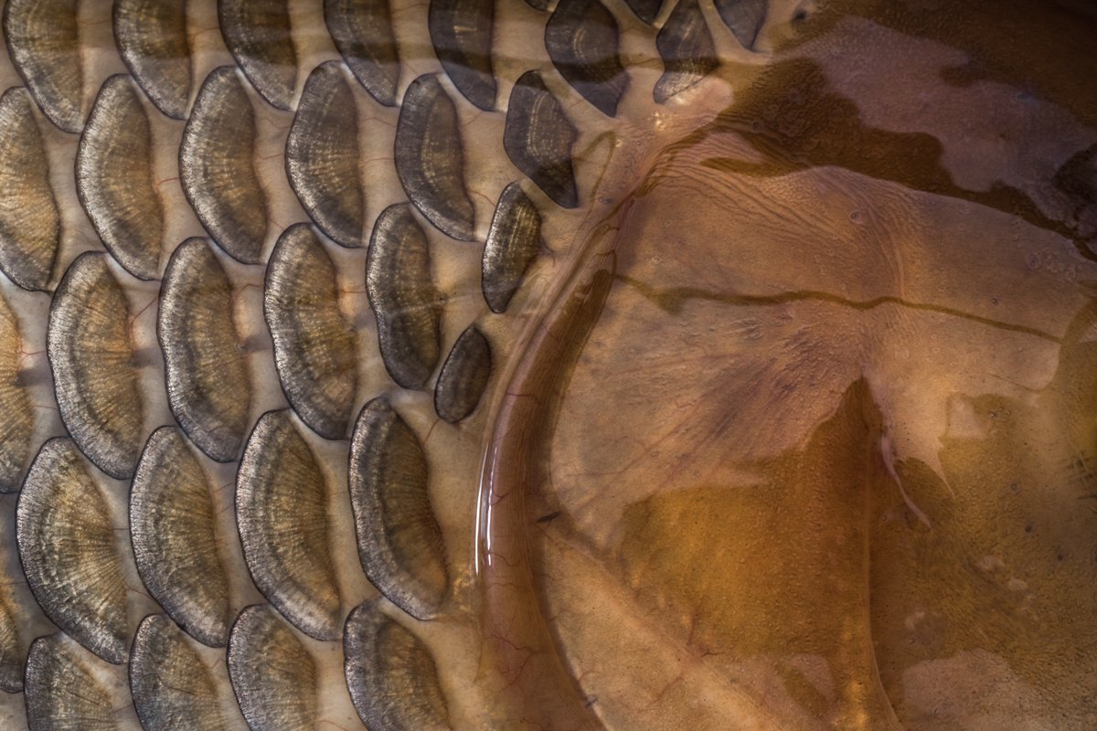 Can you guess what fish these scales belong to? It's a Koi Carp! #DidYouKnow beyond their aesthetic appeal, koi fish scales are important in ensuring the fish's survival in their natural habitat. The scales form a protective layer over the fish's skin, acting as a barrier…