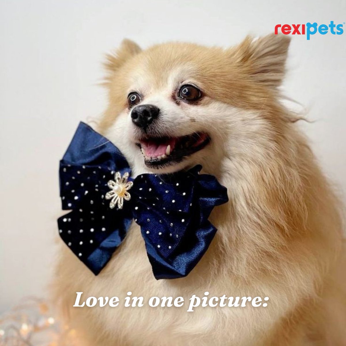 rexipets's tweet image. rexipets.com/?fbclid=PAAaas…

#cutedog #dogquote