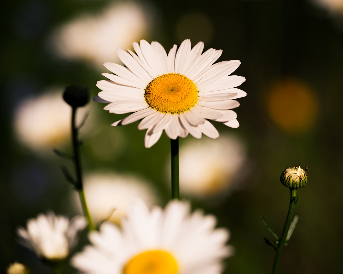 Spring is here!

#FlowersOfTwitter @ThePhotoHour #tuesdaymorning #naturelovers