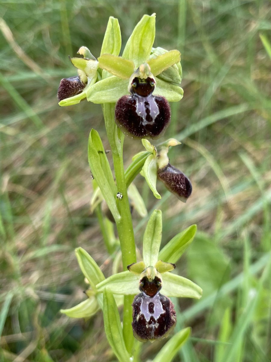 Early Spider Orchid Ophrys sphegodes/aranifera - I think - on a wayside path near Préfailles today, just S of the Loire estuary. A lifer.