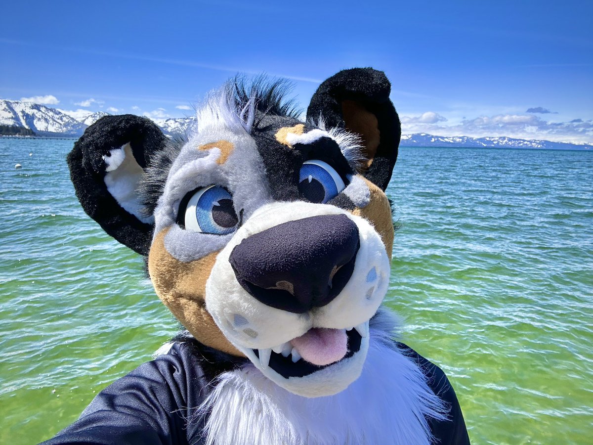 Doggo in Tahoe! 🏔️