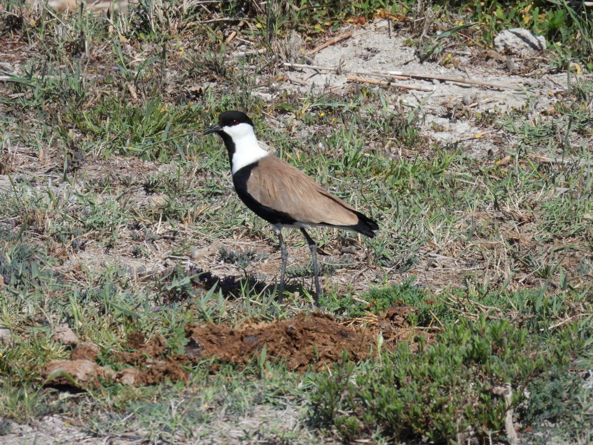 julianallen2009's tweet image. Day 8 A mixed day dipped Blue c Bee eater &amp;amp; Collared Fly ( @TameBirding did get it 😡)