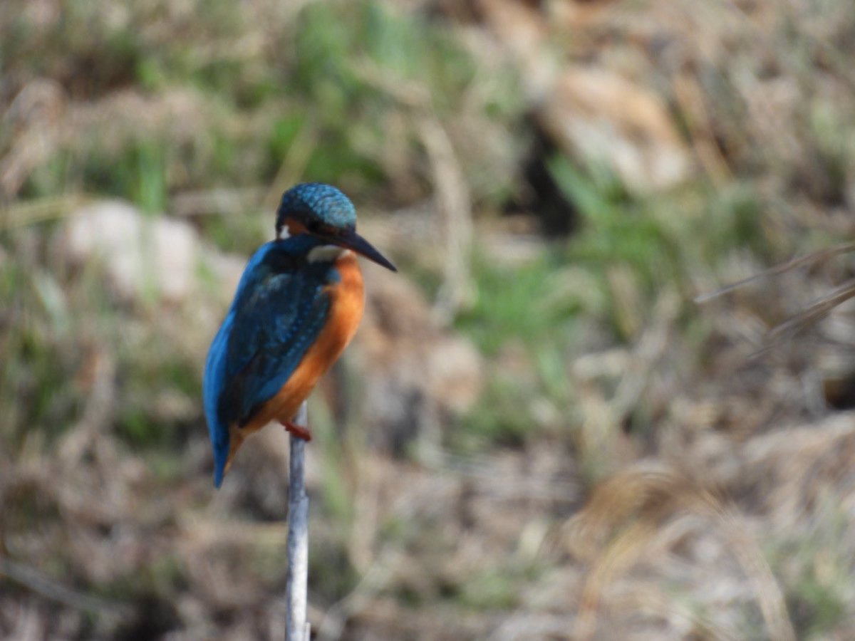 julianallen2009's tweet image. Day 8 A mixed day dipped Blue c Bee eater &amp;amp; Collared Fly ( @TameBirding did get it 😡)