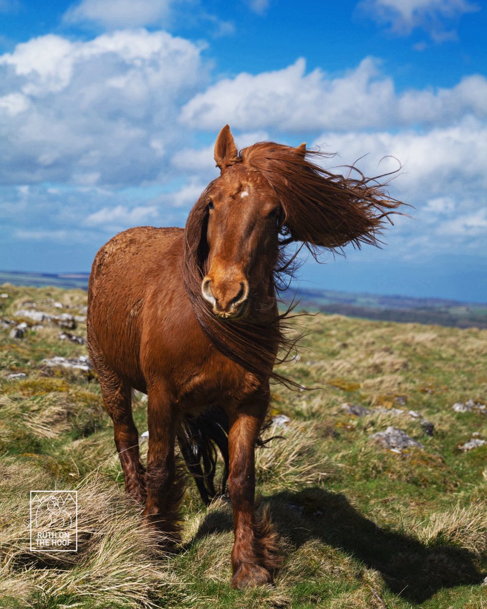 The aptly named Drybarrows Enigma. One of only 2 known chestnut Fell ponies in the world. Isn’t she a beauty? 🧡🐴