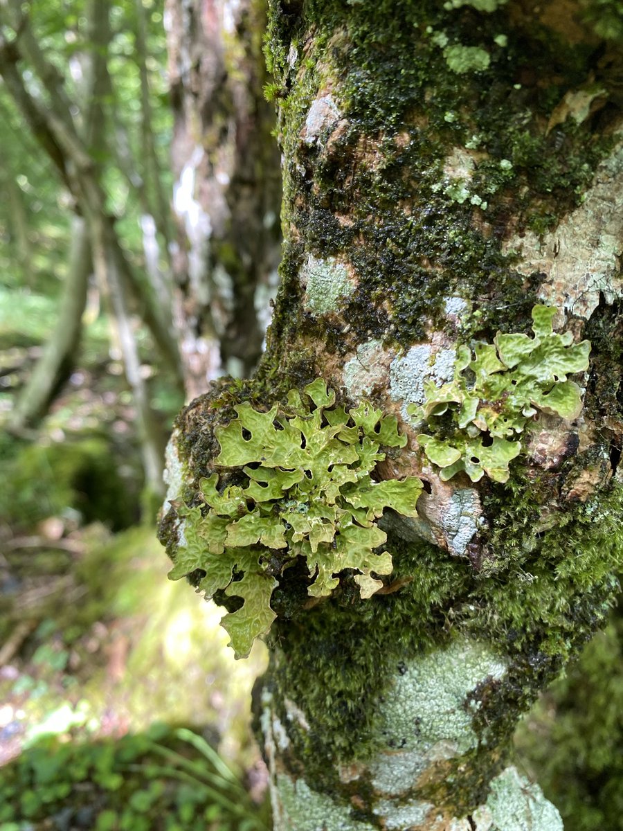 Are you lichen at me? 👀 Join Cumbria Lichen Group for a special walk to look at lichens here at Wild Haweswater, on Sunday 26 May, 10am-1pm. This event is part of a whole programme of wild experiences for Shap Outdoor Festival #SOF. Details here: bit.ly/3J9CHjs