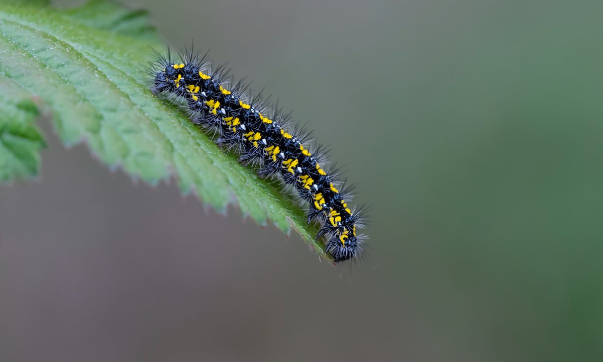 A couple of Scarlet Tiger larvae found yesterday in Friston Forest. @SussexWildlife @SussexMothGroup