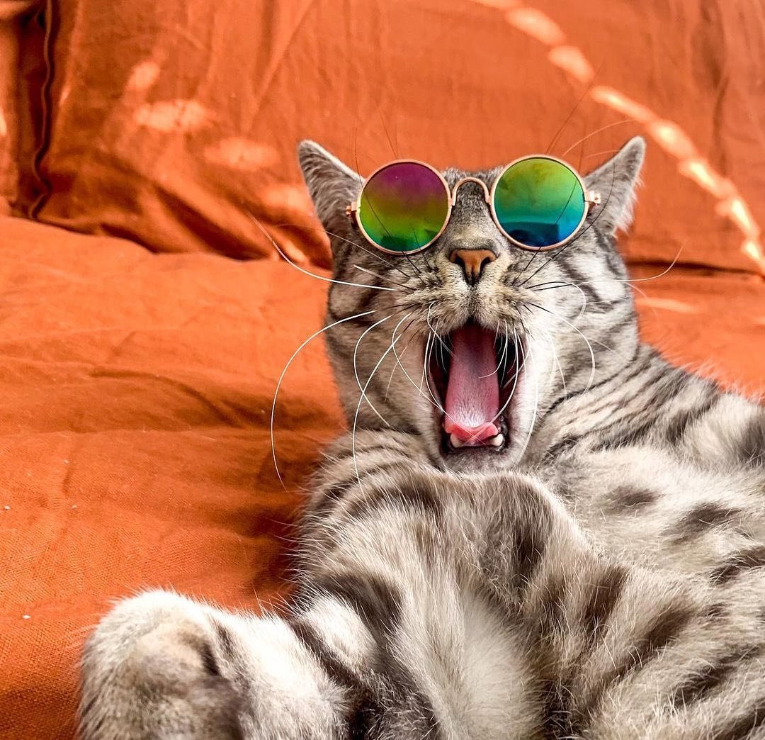 Make it cool. 😎

#adorablecats #catpics #kittens #kittenlove #kitty #cats #catlife #meow #catlove #catloversclub #cutecats #gatos #animals #CatsofTwitter #Caturday #Purrtacular