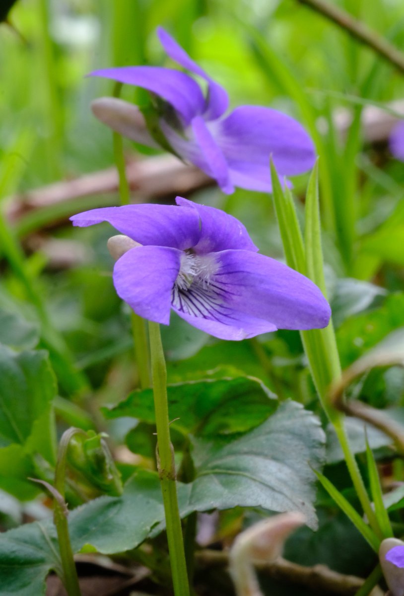 Violets mmmm? I'm going for Hairy Violet growing in local Sussex woodland. #wildflowerhour #VioletChallenge