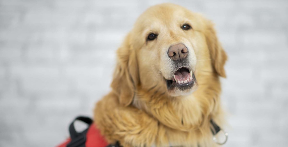 Study finds service dogs can detect stress compounds in breath, aiding early #PTSD detection. ms.spr.ly/6017cFrIS