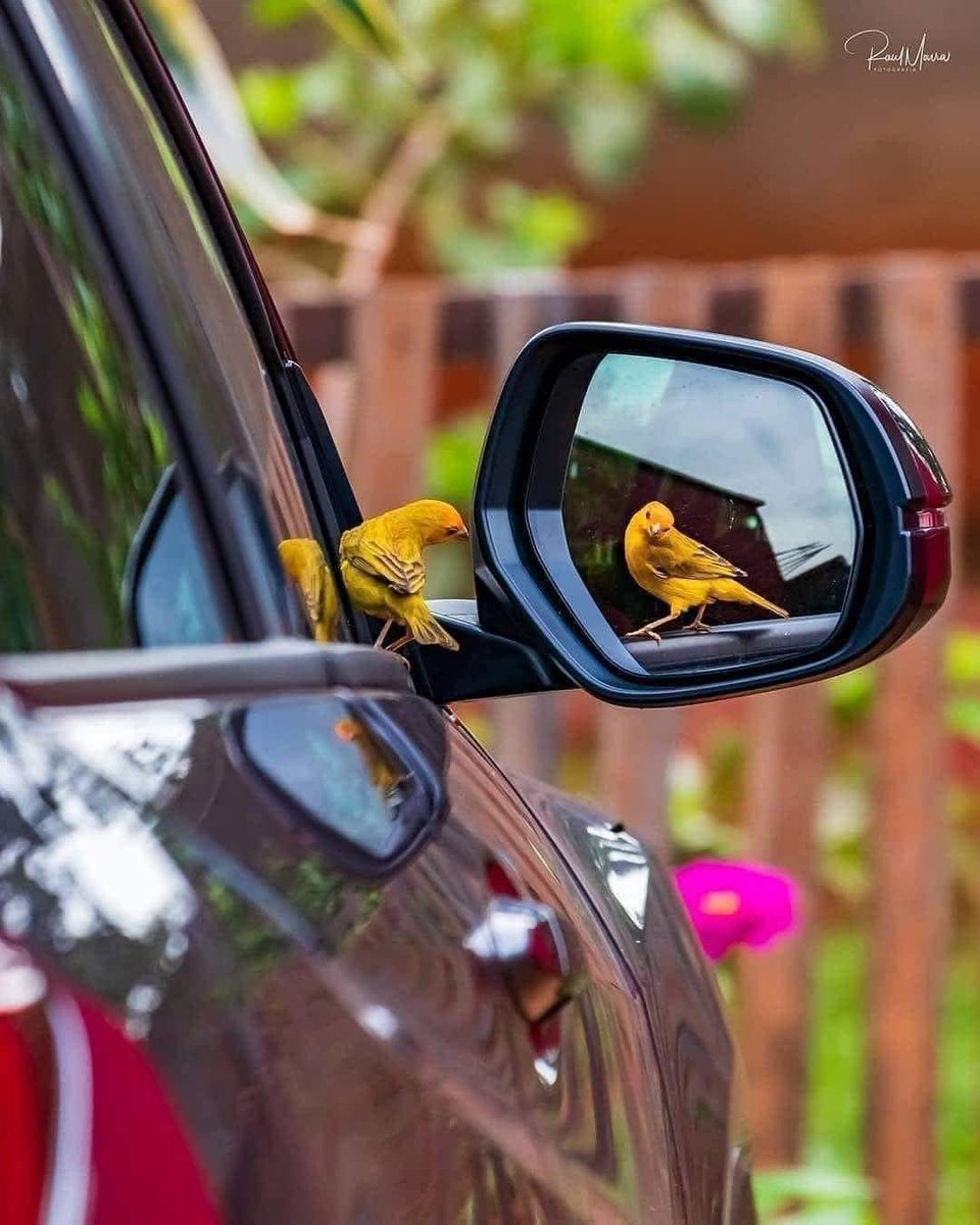 يَبدو أنها أنثى😅💛✨