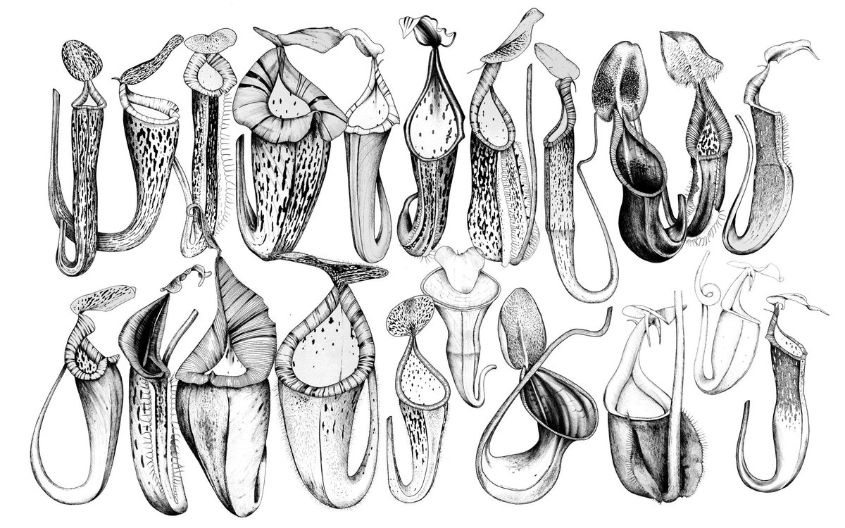 Pen and ink Nepenthes pitcher plants I have illustrated in the last three weeks: