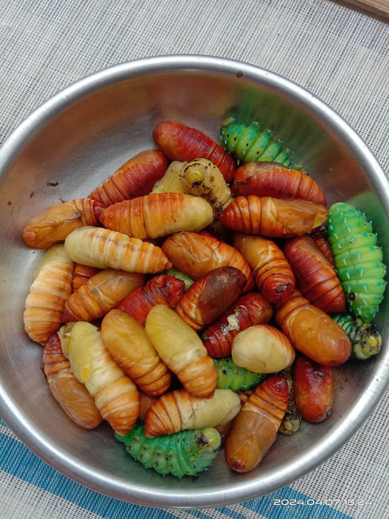 Yum 😋 
Homegrown Silkworms 🐛