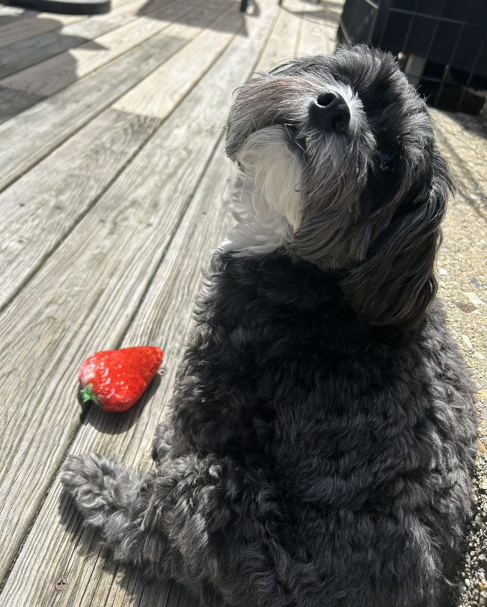 Squeaky Stuffie Strawberry Sunbath
🍓☀️🐾
#Xdogs #dogsofX #dogsoftwitter #dogsoftwittter #dogsontwitter #SundayFunday #sundayvibes