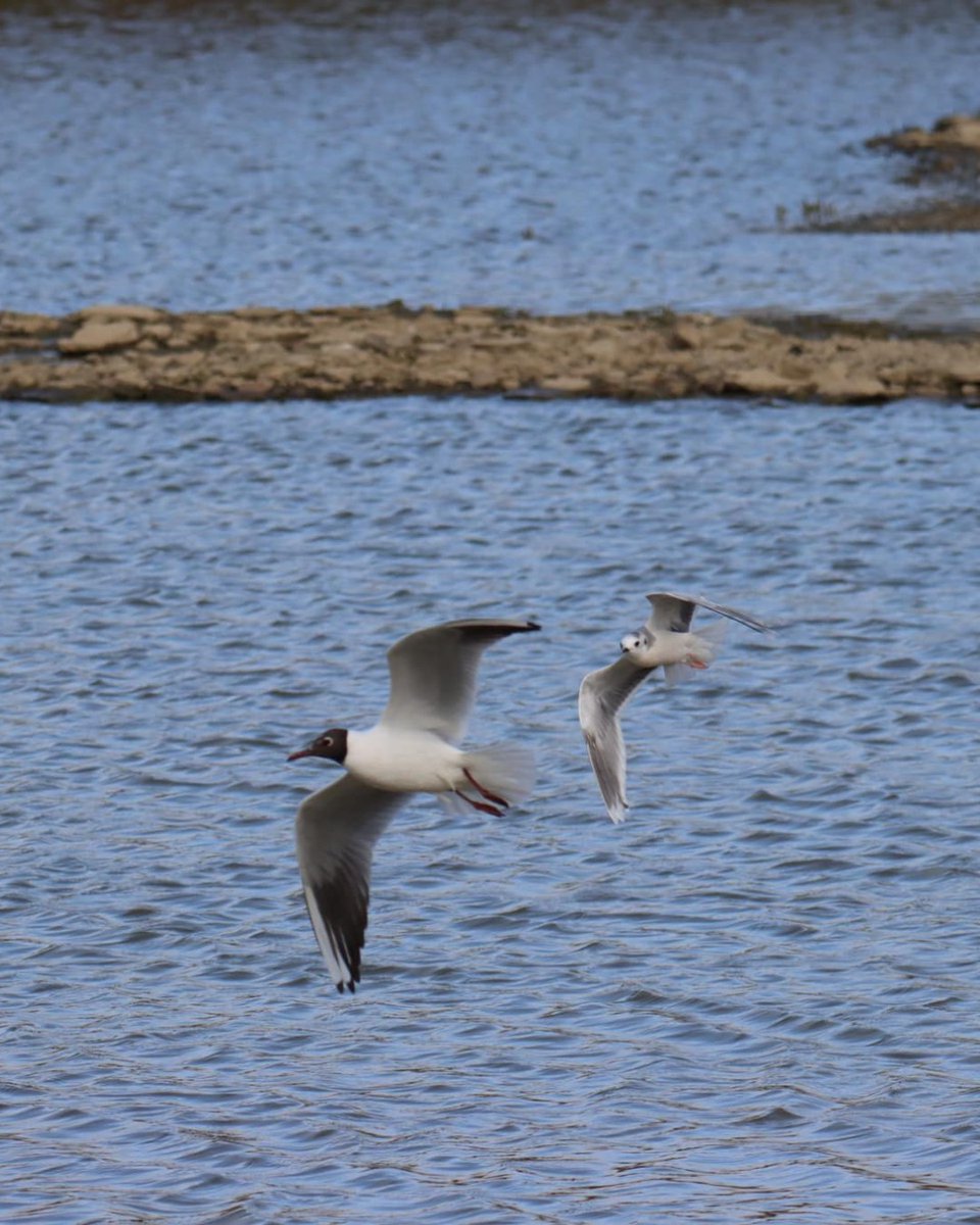 Little Gulls really are little. Here's the recent Little Gull next to a Black-headed gull for comparison. Huge thanks to John Hole for capturing and sharing.