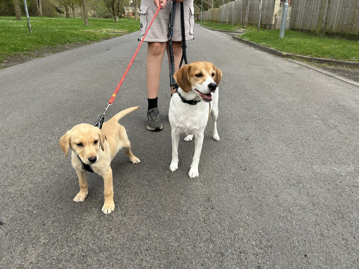 1st stroll for Lola. Needless to say she loved it. #dogsoftwitter #labrador