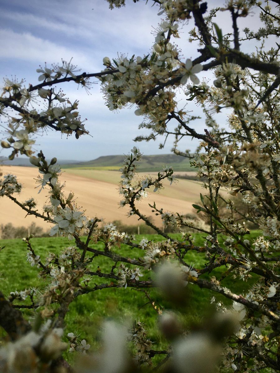 Blossoms on the downs 🤍