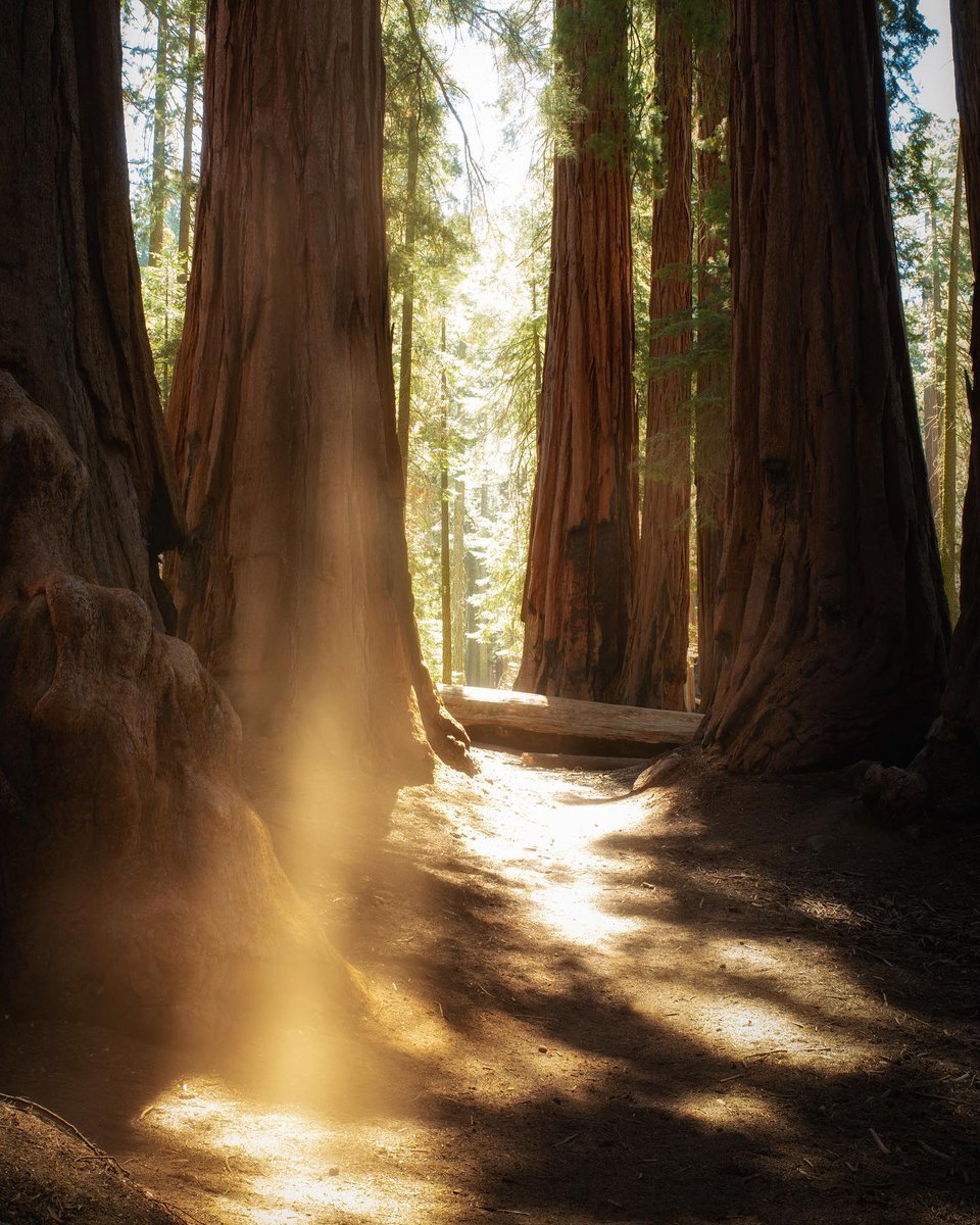 Have you gone outside today? For every activity recorded on AllTrails this weekend, we're planting a tree in partnership with @onetreeplanted 🌲 Help us plant 100,000 trees to celebrate #EarthMonth 🌎💚 📸 @cliftonwanders 📍Congress Trail, California bit.ly/3vhmSE5