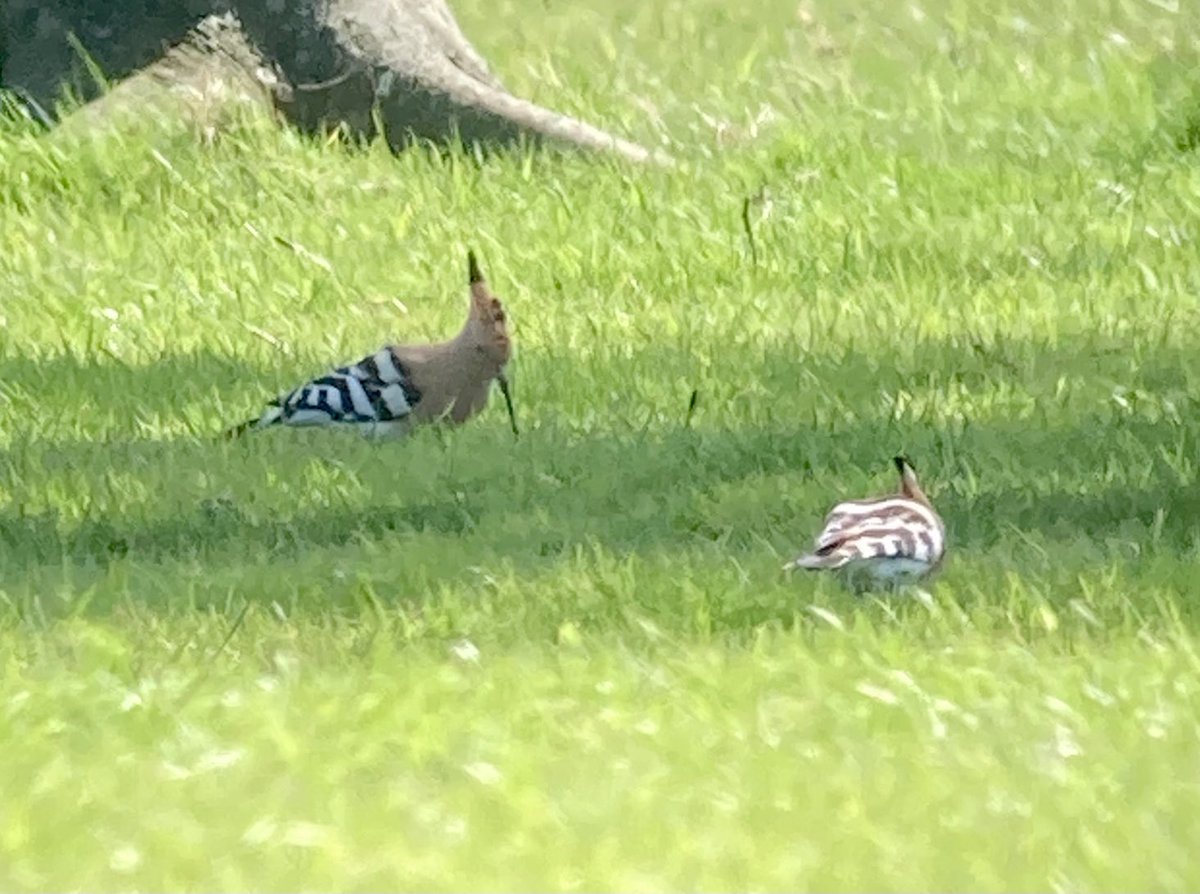 Two Hoopoe in Hankham this afternoon
