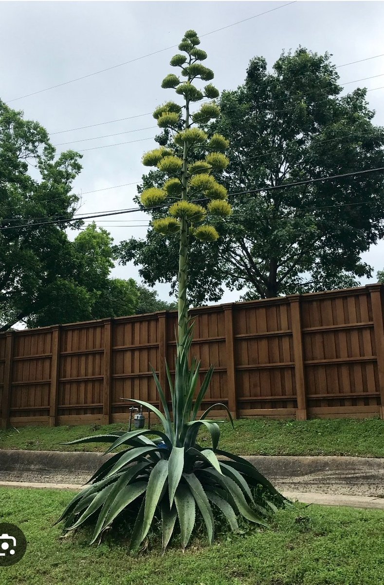 Some plants take years to bloom. The agave americana blooms once every 100 years. Just as beauty can take time to reveal itself, so does ugliness. It may take time for harmful people or things around you to reveal themselves.Don't be shocked. Just know it's always the right time.