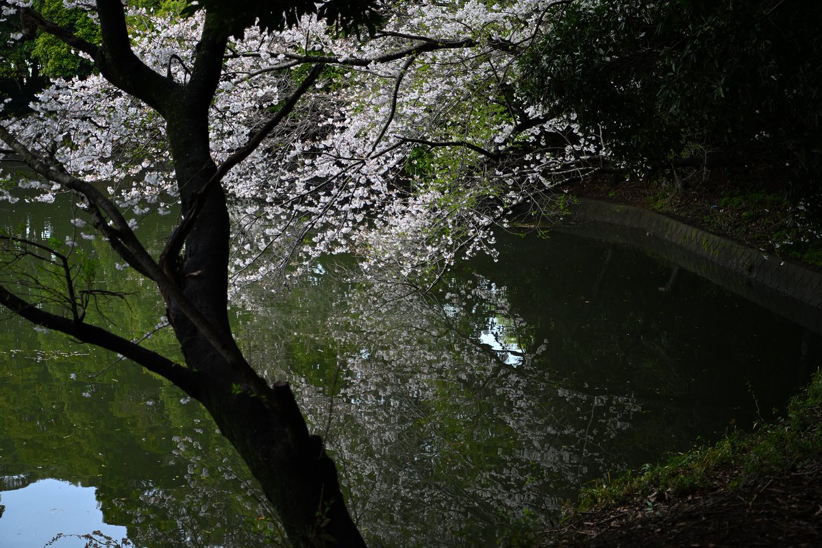 2024月4月7日
#千葉県 #君津市
#上湯江 #調整池
#桜 
・
・
#photography #お写んぽ #light_nikon #landscape #景色写真 #photospot_collection #nikoncreators