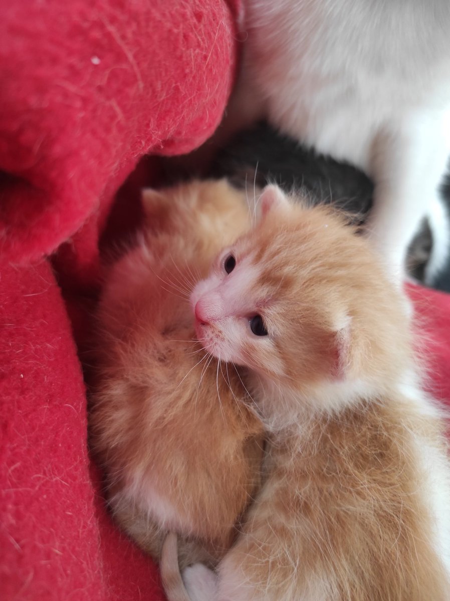 Attention alerte mignonitude maximale vos humains ils vont beuguir ! L'humaine elle a récupéré les baybays et la minette, il y a quatre petitous mais elle a pas pu les prendre tous en photo ❤️