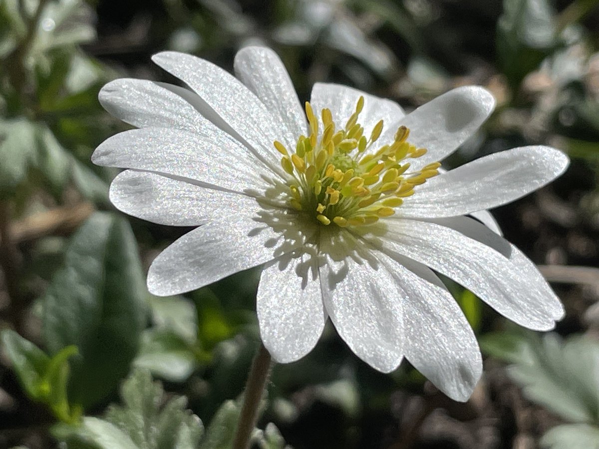 Also, I found the wood anemones! Knew I had planted some but forgot where. I’m a gardener that doesn’t keep records and always loses the labels 🤷🏼‍♀️. Just pottering around a bit without any system 😂 #GardeningTwitter #GardenersWorld