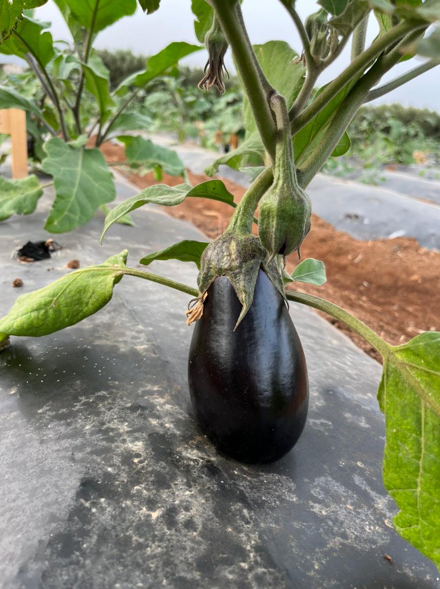 Project in the spotlight: C4C! 🌱🌾

🔍 What's it all about? C4C project targets eggplant, rice & wheat, to leverage genomics to drive breeding programs & resequencing approaches, unlocking genetic variation for specific traits crucial for adaptation.

#food2030eu #CropResilience