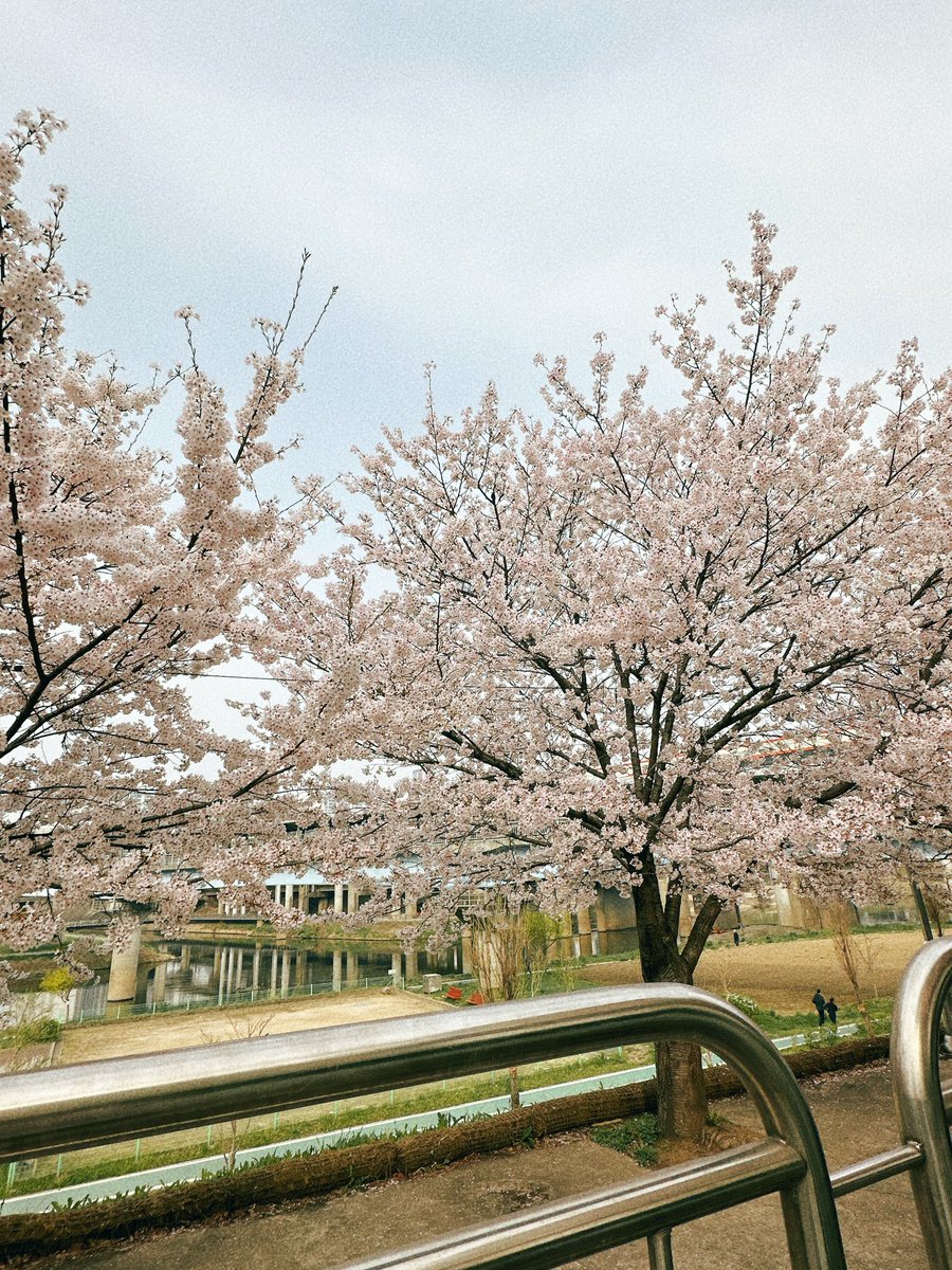 벚꽃🌸