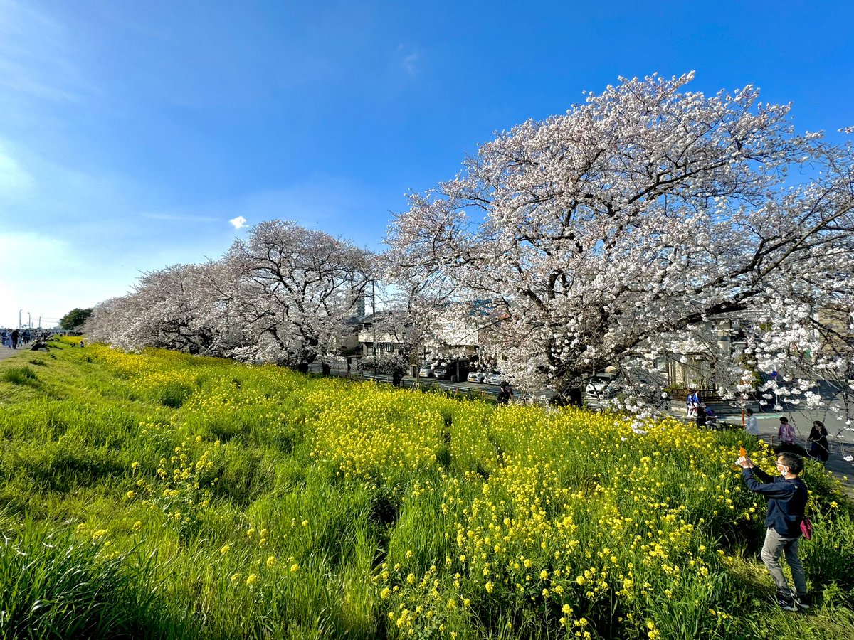 熊谷桜堤に行きました
桜と菜の花のダブルパンチでした

#桜 #熊谷 #熊谷市 #熊谷桜堤 #花見 #お花見 #お花見2024 #花 #埼玉