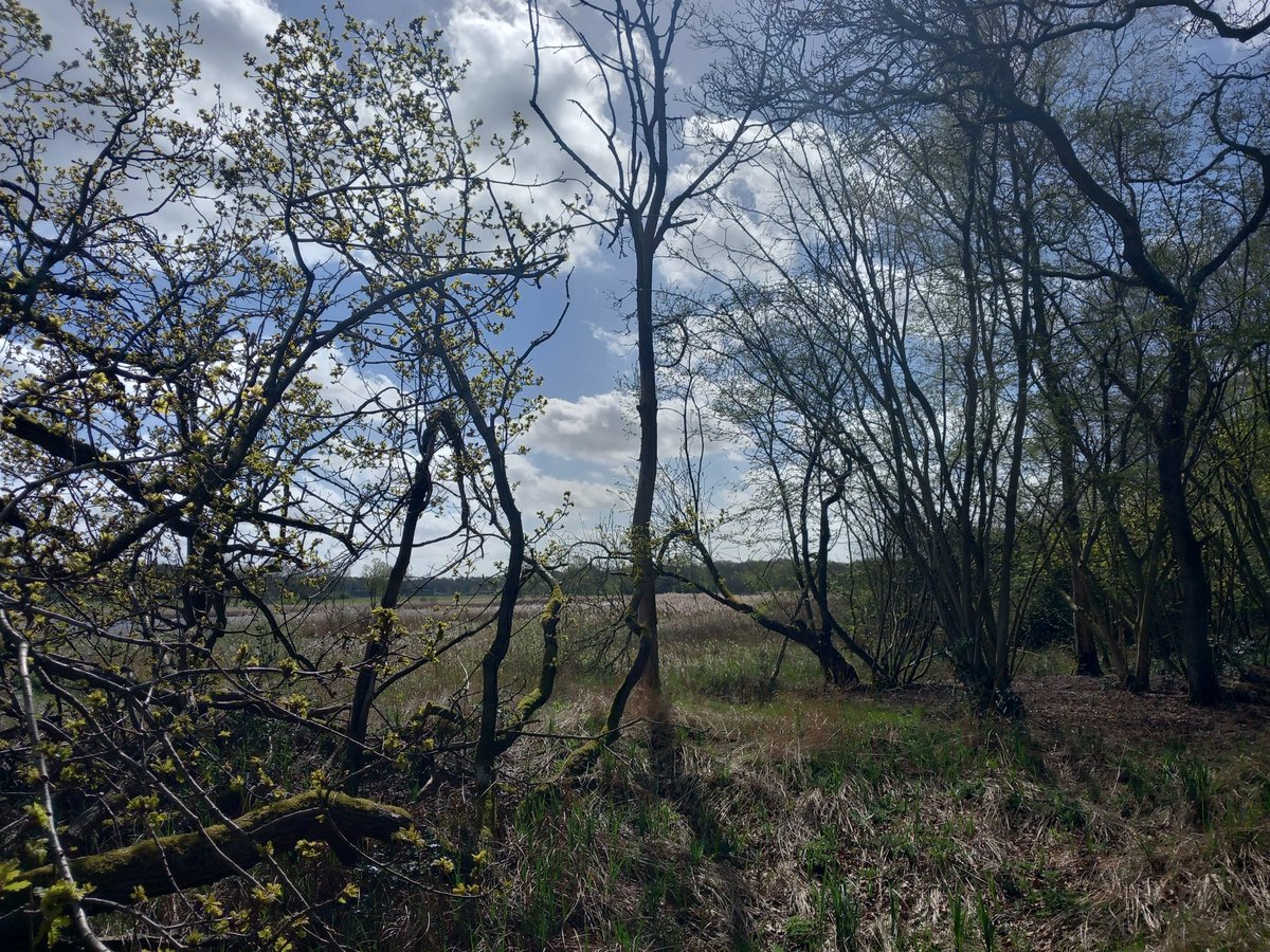 harris_sjh's tweet photo. An abysmal @WeBS_UK count saved by all the goings on of 'spring things'. Air filled with bird song, me having no idea if it's hot or cold out, the first House Martins on patch for 2024, stunning scenery and getting confused by creamy-white butterflies! #ThompsonWater https://t.co/Sbi3QSeYaE
