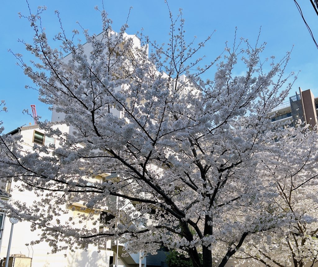 「数年ぶりにお弁当作ったけどなんとか形になった～!散る前にお花見できた 」|はぐお ▷低浮上のイラスト