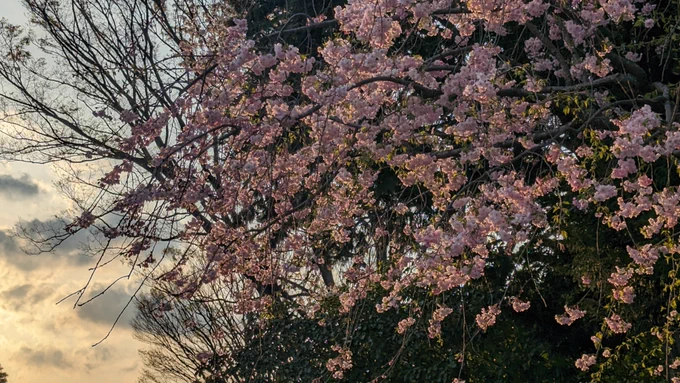 おはなみしてきた 