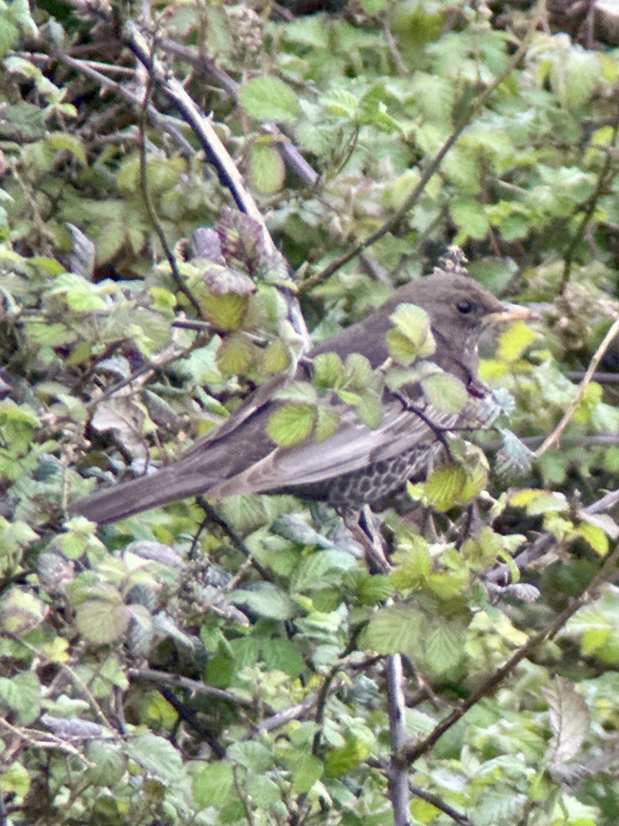 Two Ring Ouzel north side of Cley Hill ⁦@WiltsBirdNews⁩ ⁦@NiallMachin1⁩ ⁦@BirdGuides⁩ 13:30