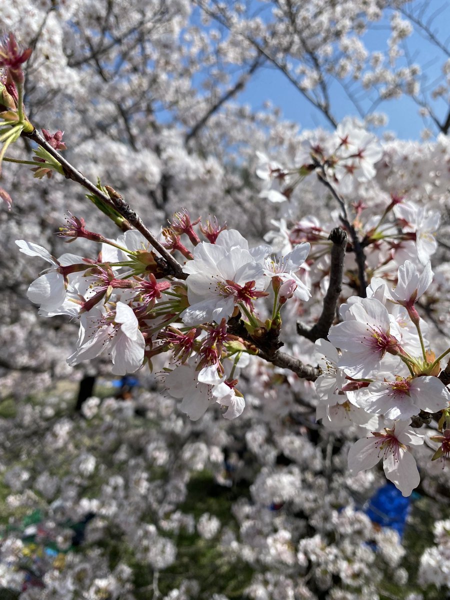今日撮った桜
青空に華やかな桜
やっぱりこの季節が好きだ
  #奥野心羽